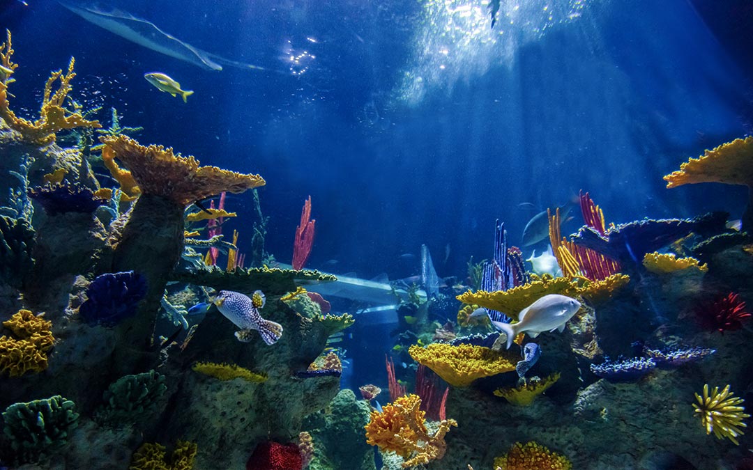 Acuario Michin es un espacio en el que vas a conocer tiburones, cocodrilos, nutrias y más, en pleno centro de Guadalajara.