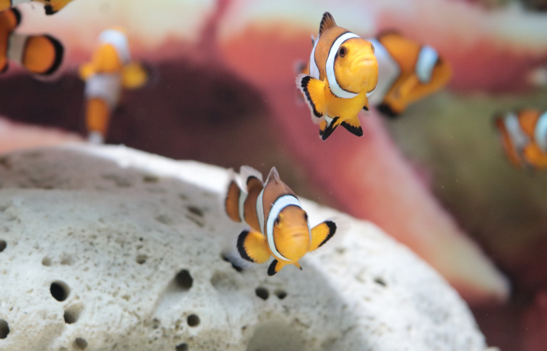 Acuario Michin Puebla