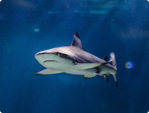 Inmersión con tiburones