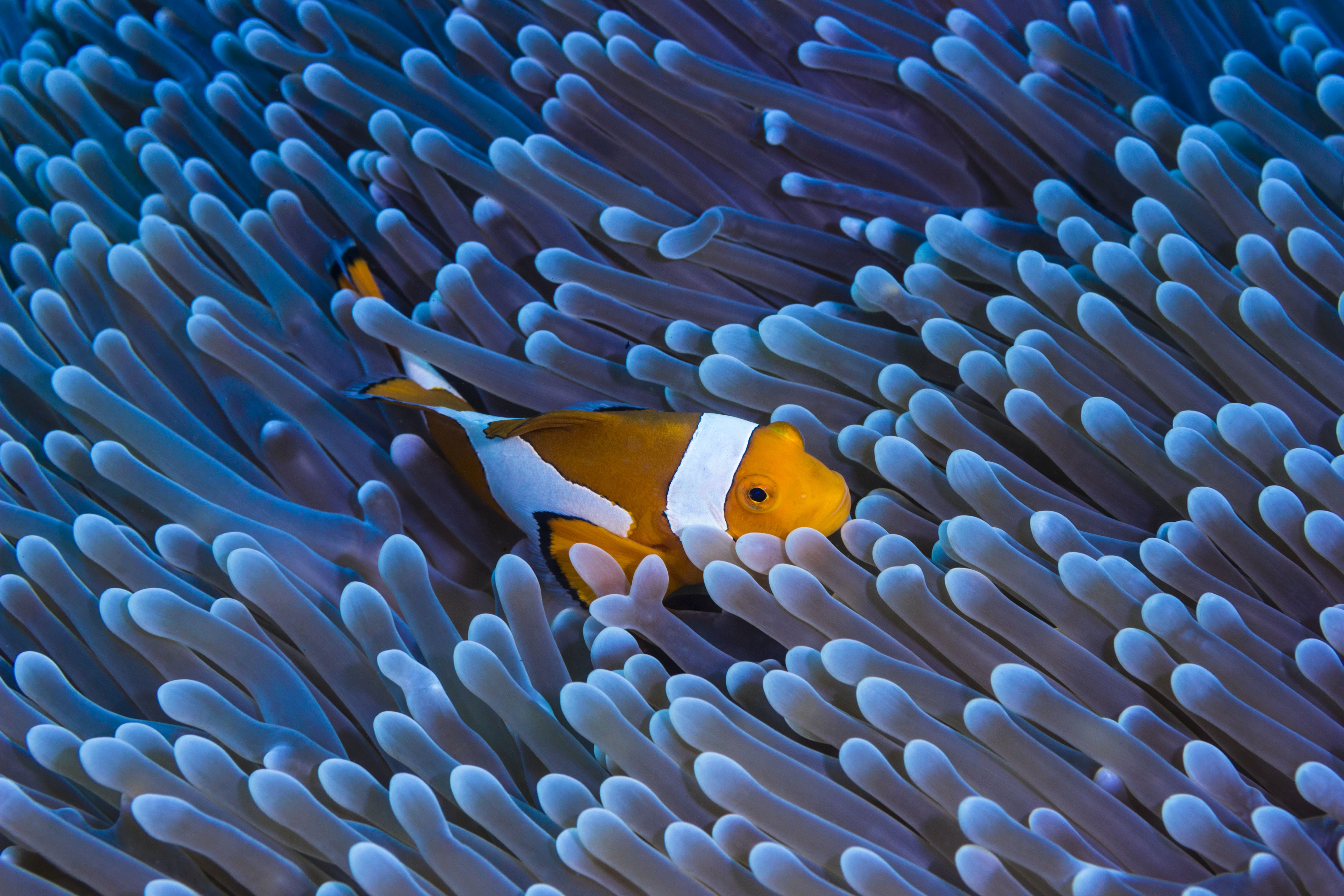 Peces Brillantes Nadando Entre Los Arrecifes De Coral En El Agua