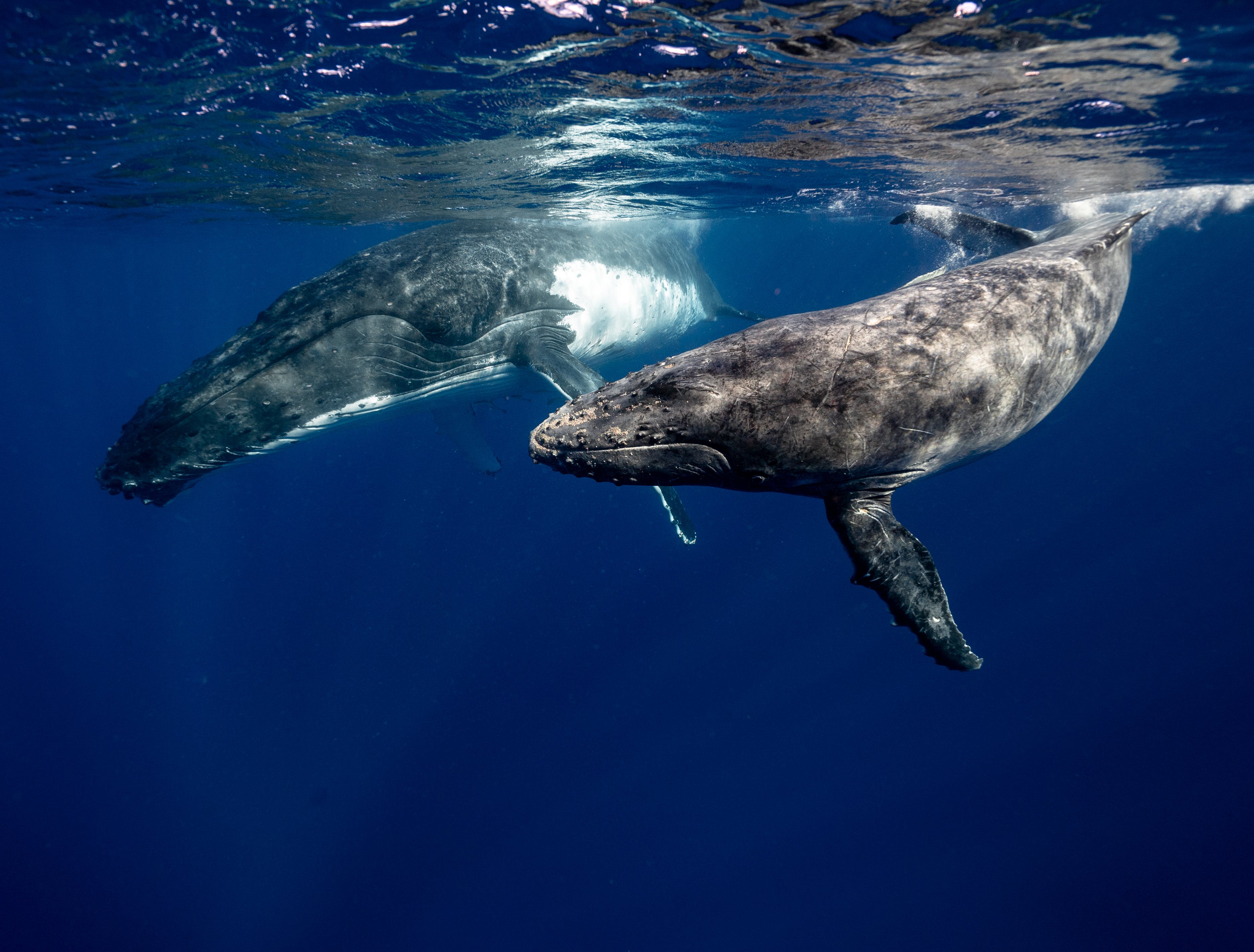Krill y ballena en interacción