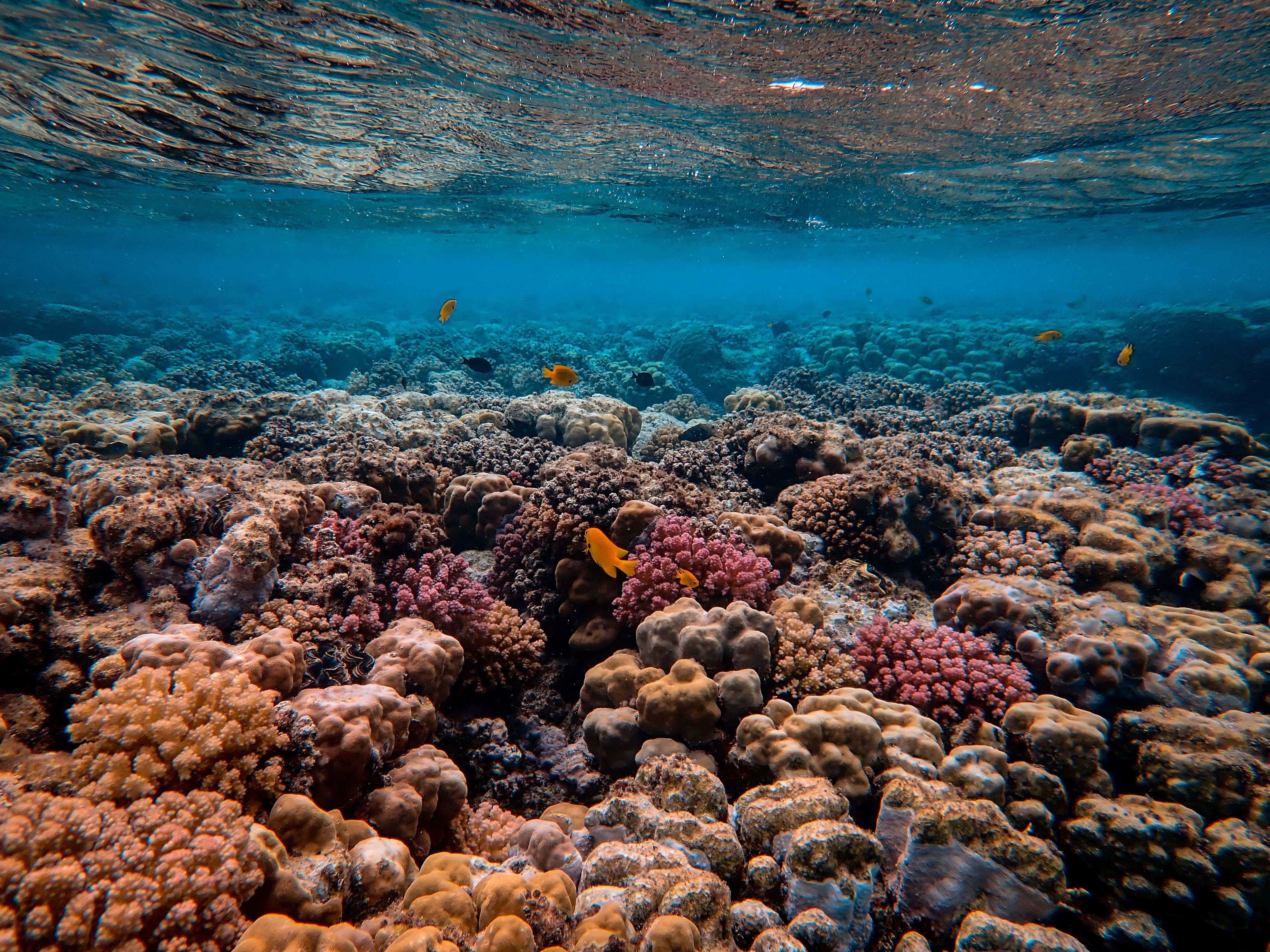 Free Foto Escénica Del Arrecife De Coral Stock Photo