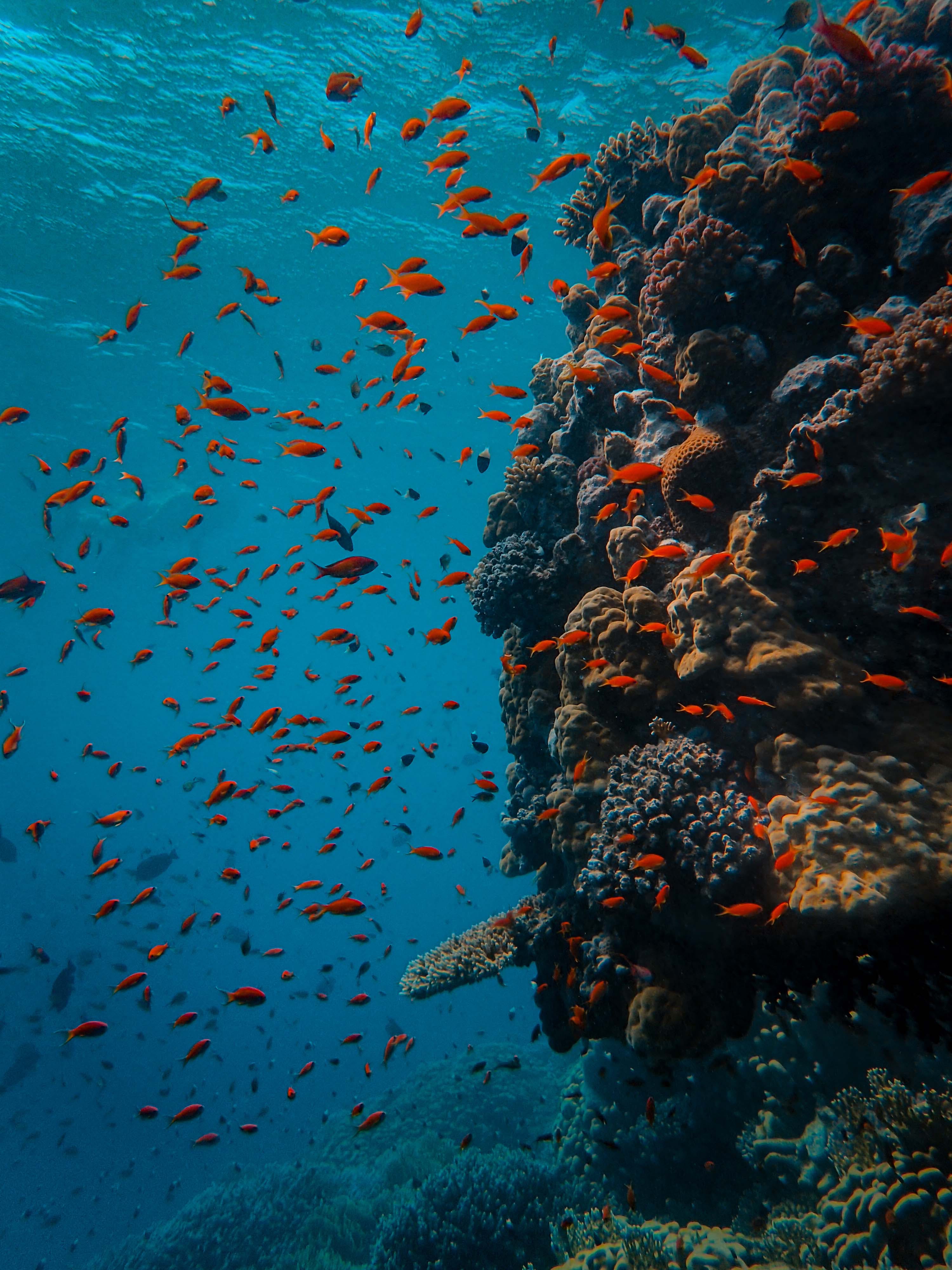 Free Fotografía Submarina De Banco De Peces Stock Photo