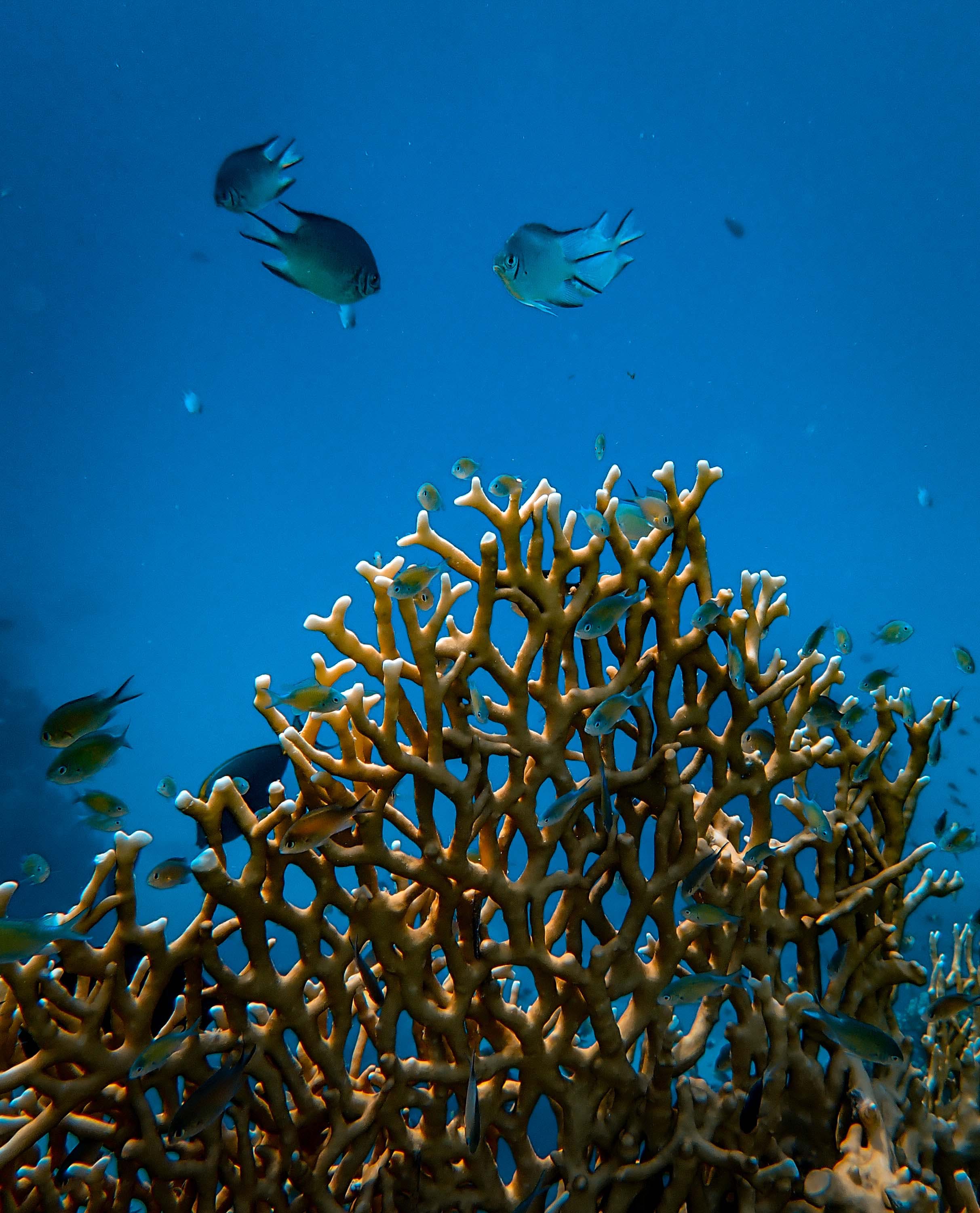 Free Peces Cerca De Arrecifes De Coral Stock Photo