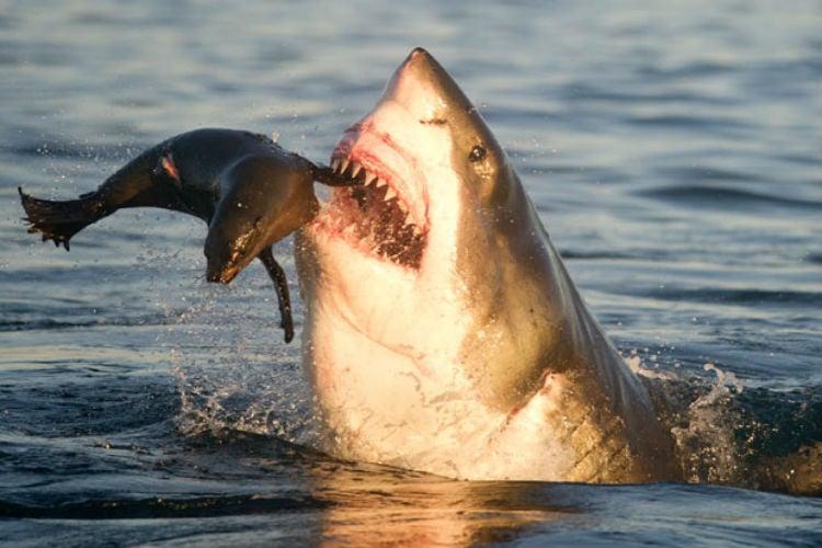 Naturaleza animal: Graban el ataque de un tiburón a una foca en EE. UU.  Animales