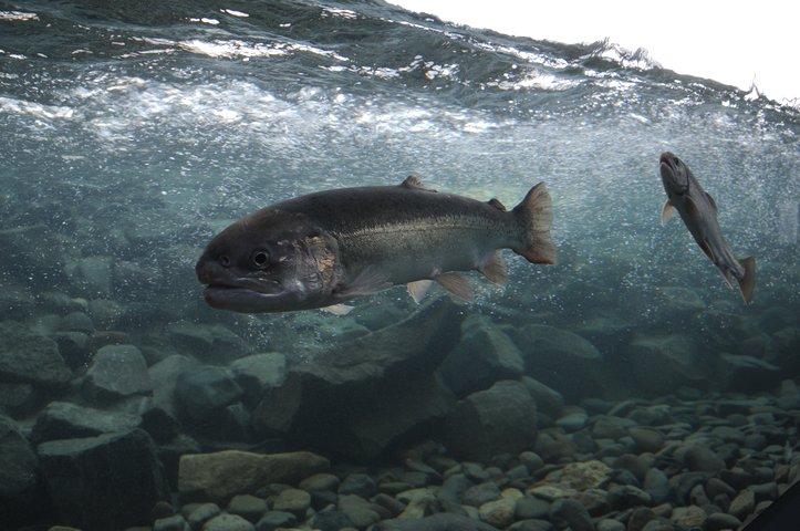 Cómo combaten los peces el calor y el frío? | All you need is Biology