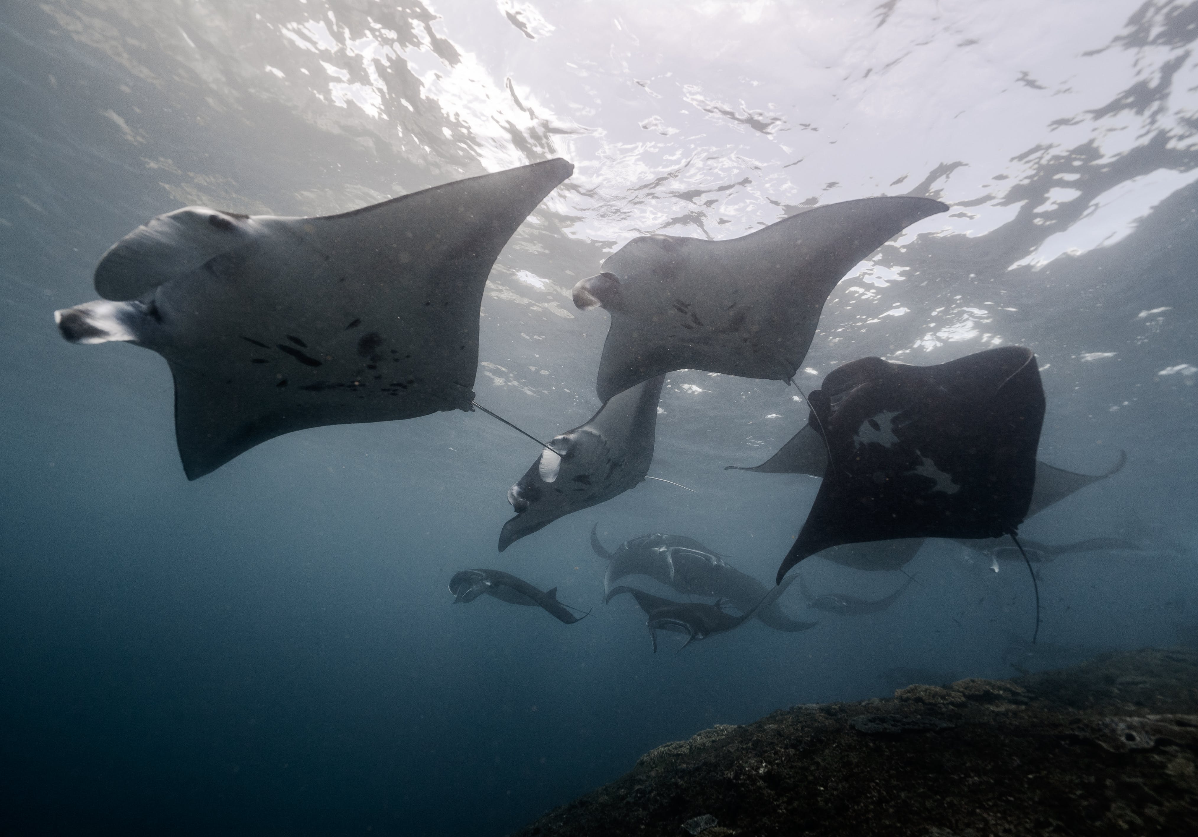 Gratis Fotos de stock gratuitas de acuático, animales, bajo el agua Foto de stock