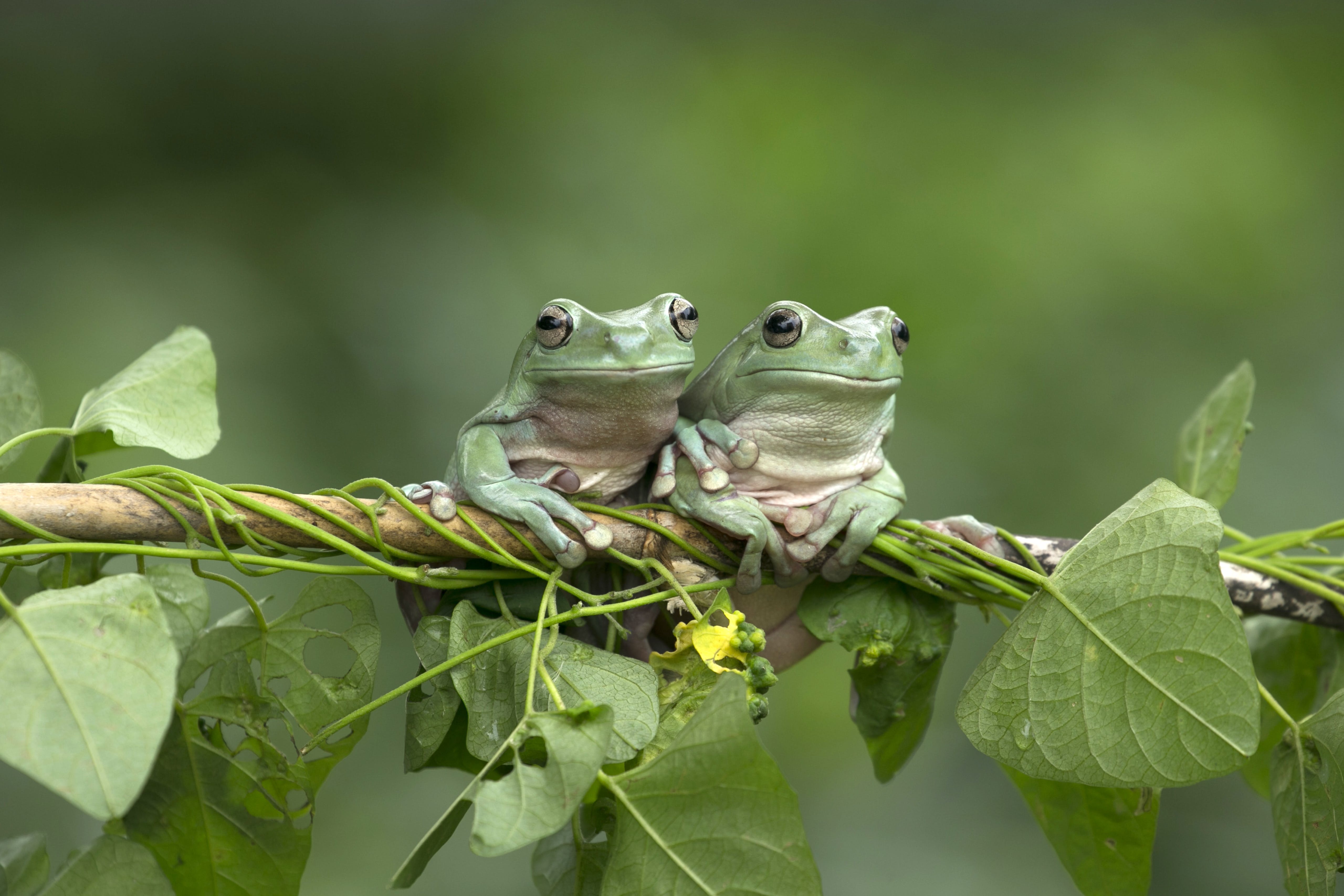 Gratis Fotos de stock gratuitas de al aire libre, anfibios, de cerca Foto de stock