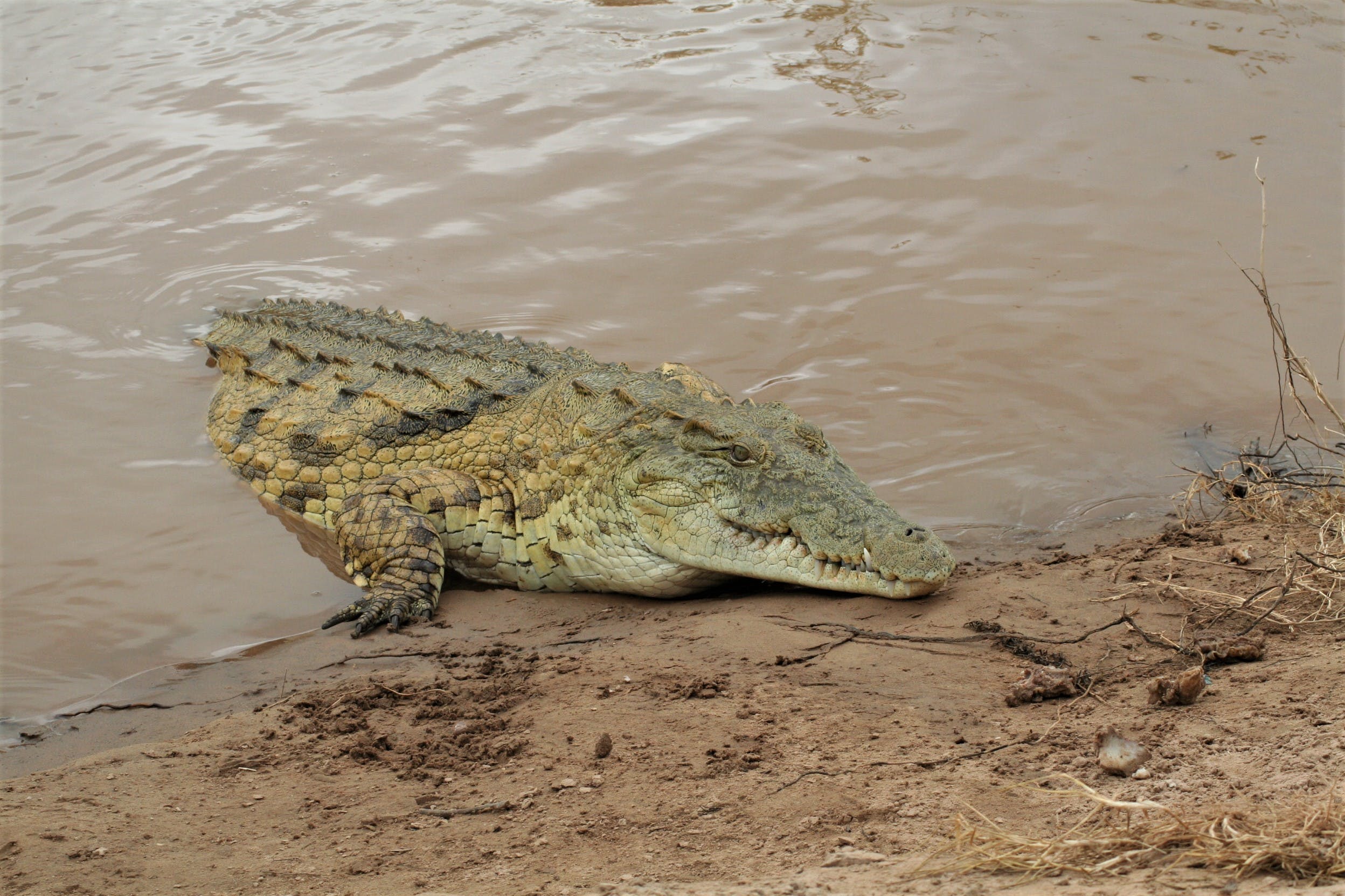 Gratis Fotos de stock gratuitas de agua, al aire libre, animal Foto de stock