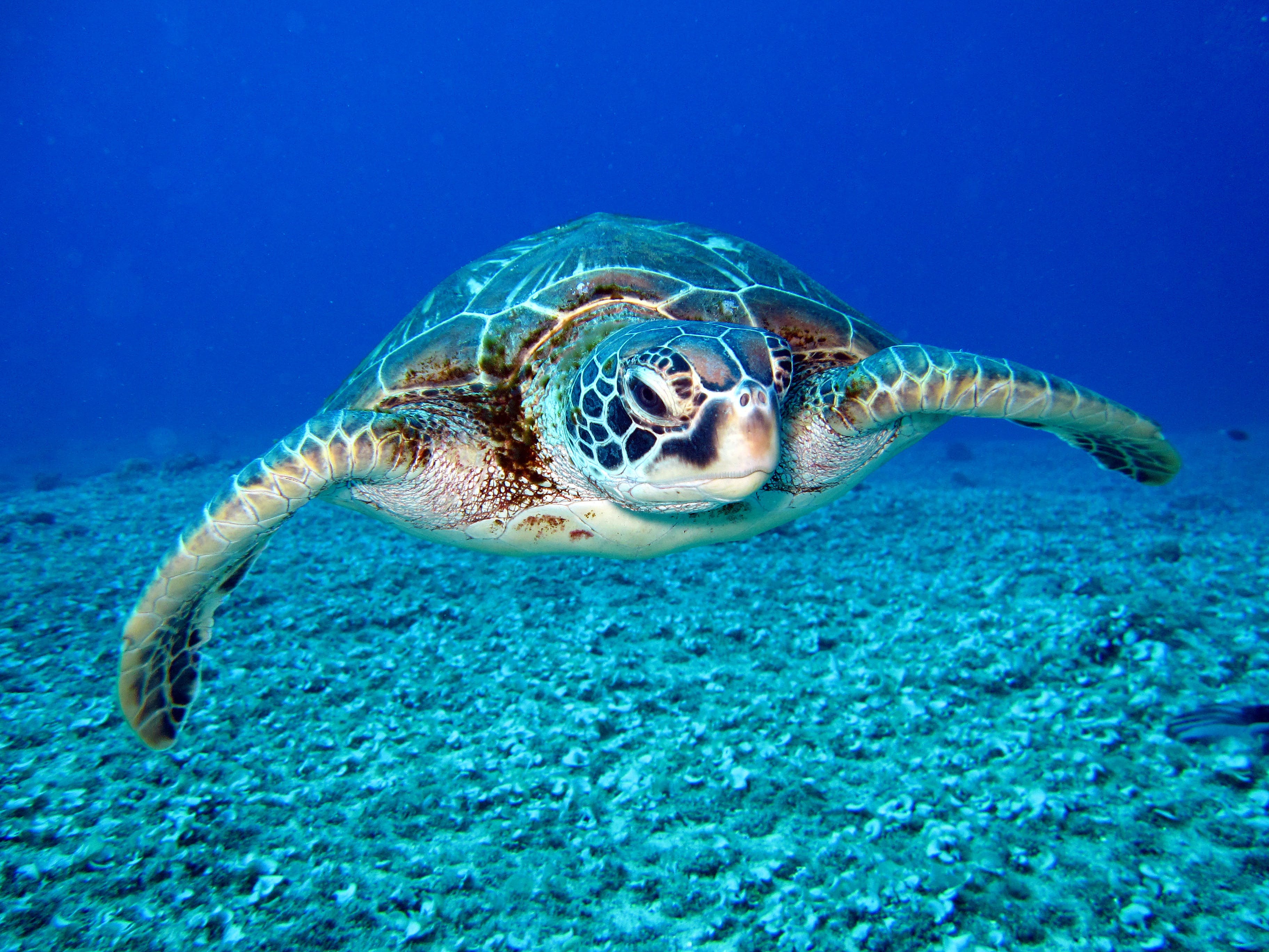 Gratis Tortuga Blanca Y Negra Foto de stock