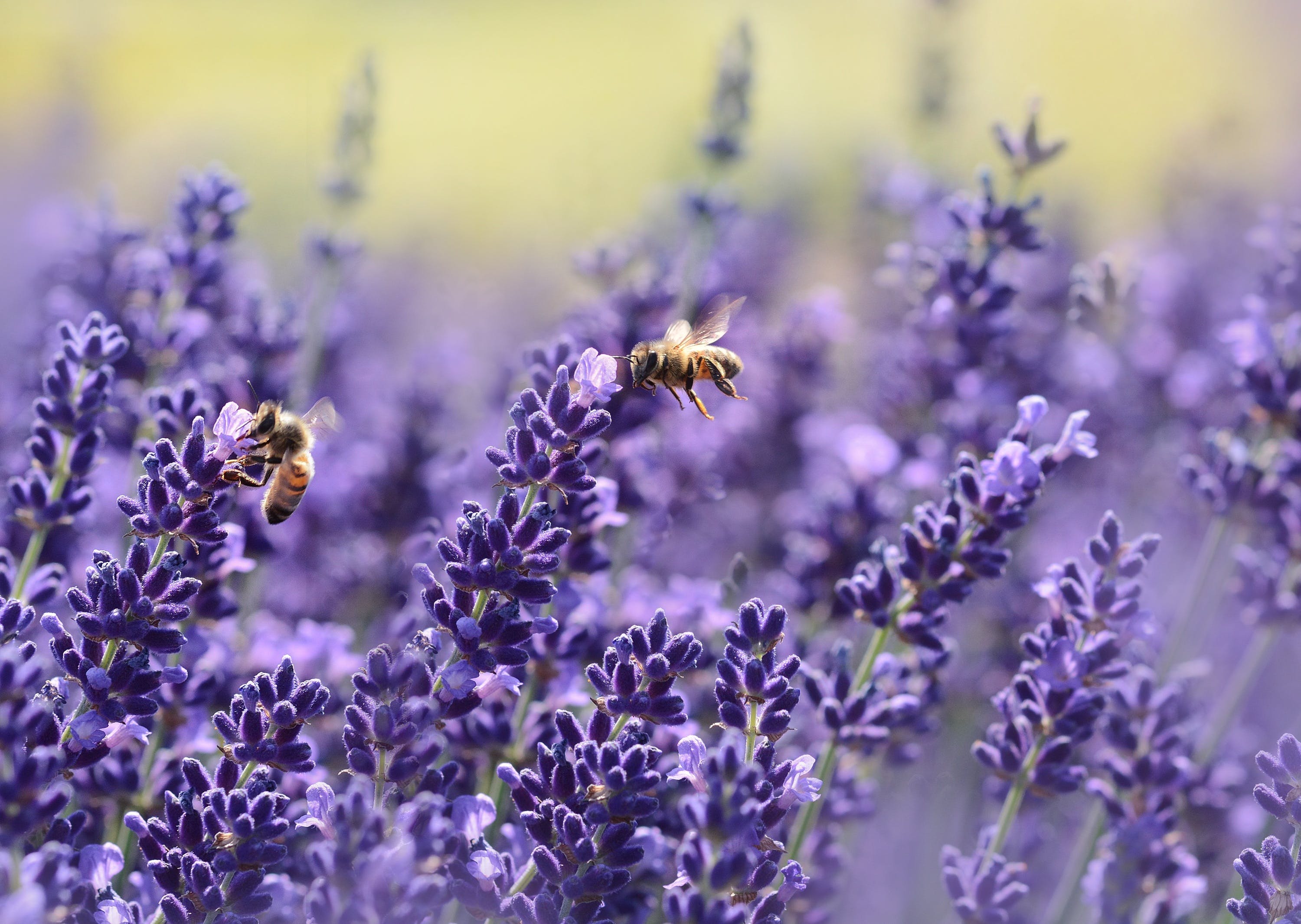 Gratis Abejas En Flor Morada Foto de stock