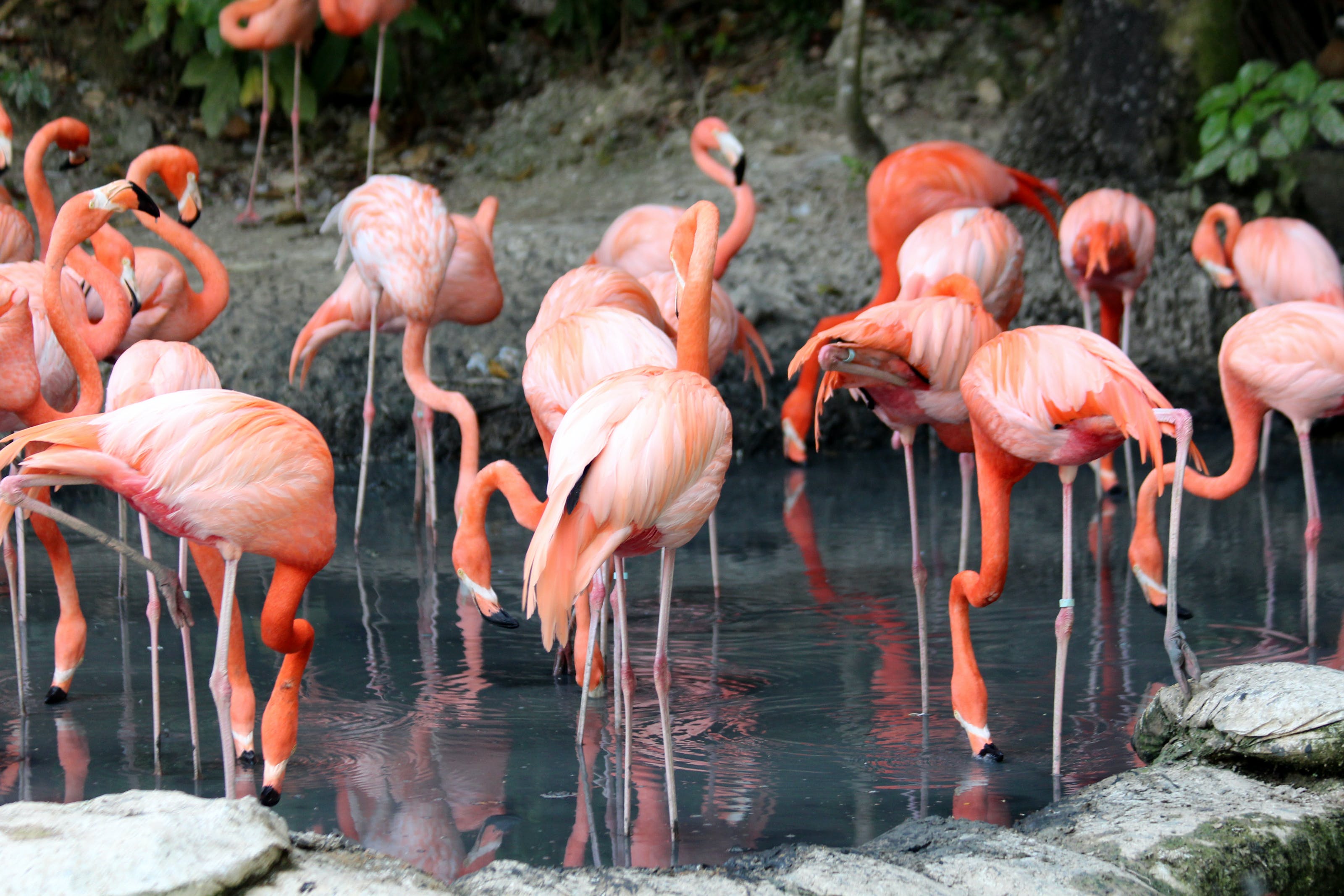 Gratis Bandada De Flamencos Foto de stock