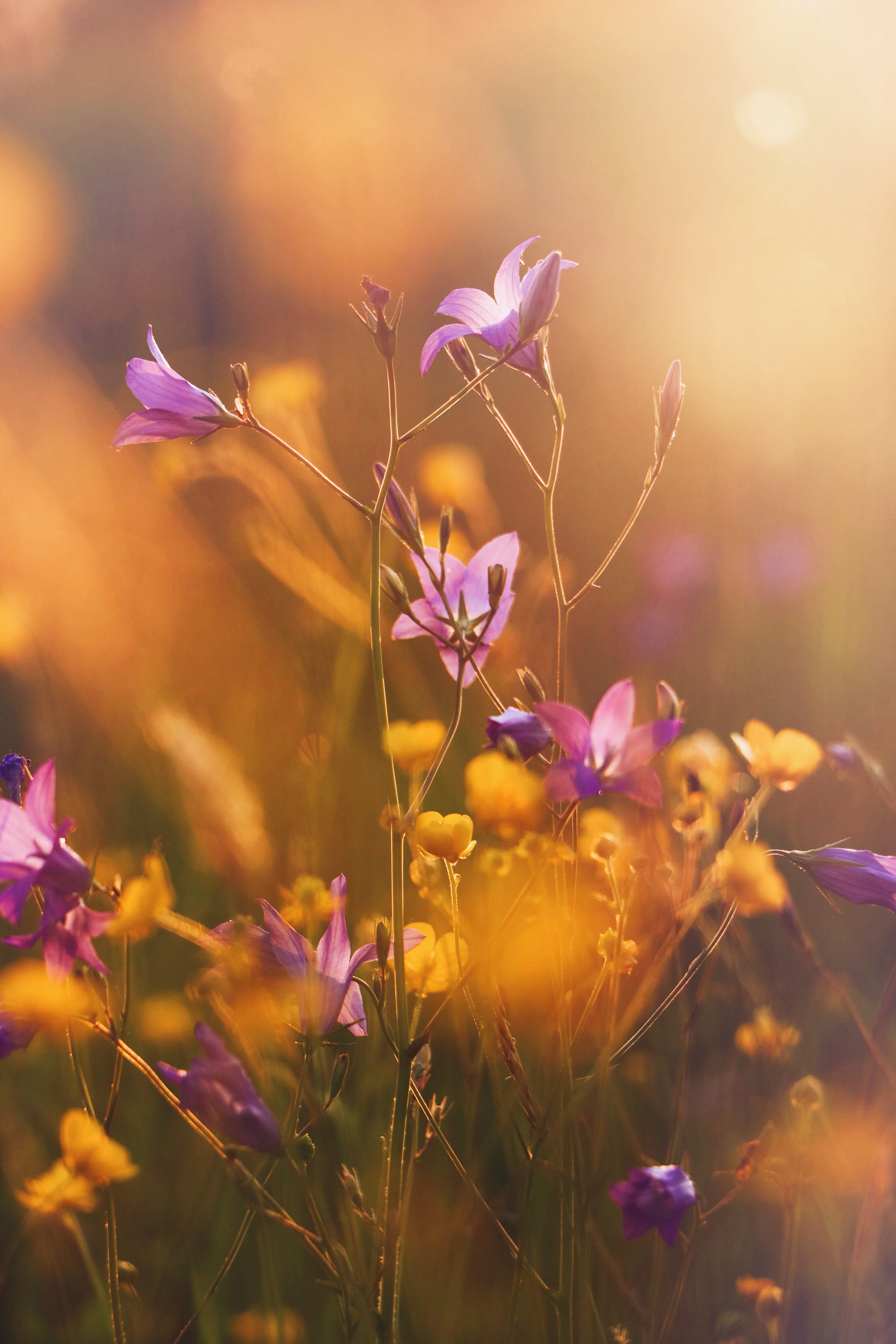 Gratis Foto De Enfoque Selectivo De Flores Púrpuras Foto de stock