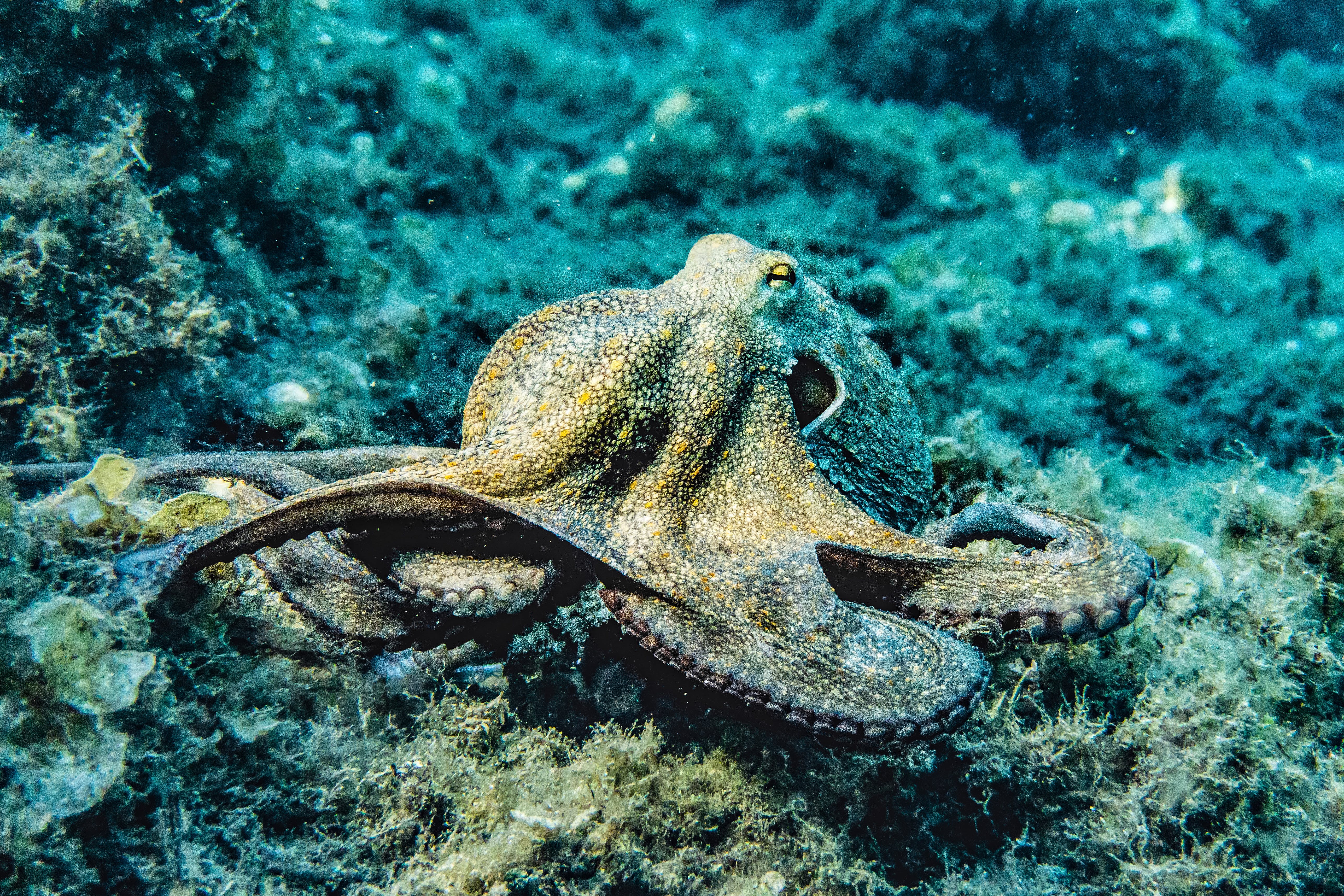 Gratis Fotografía De Enfoque Selectivo De Pulpo Foto de stock