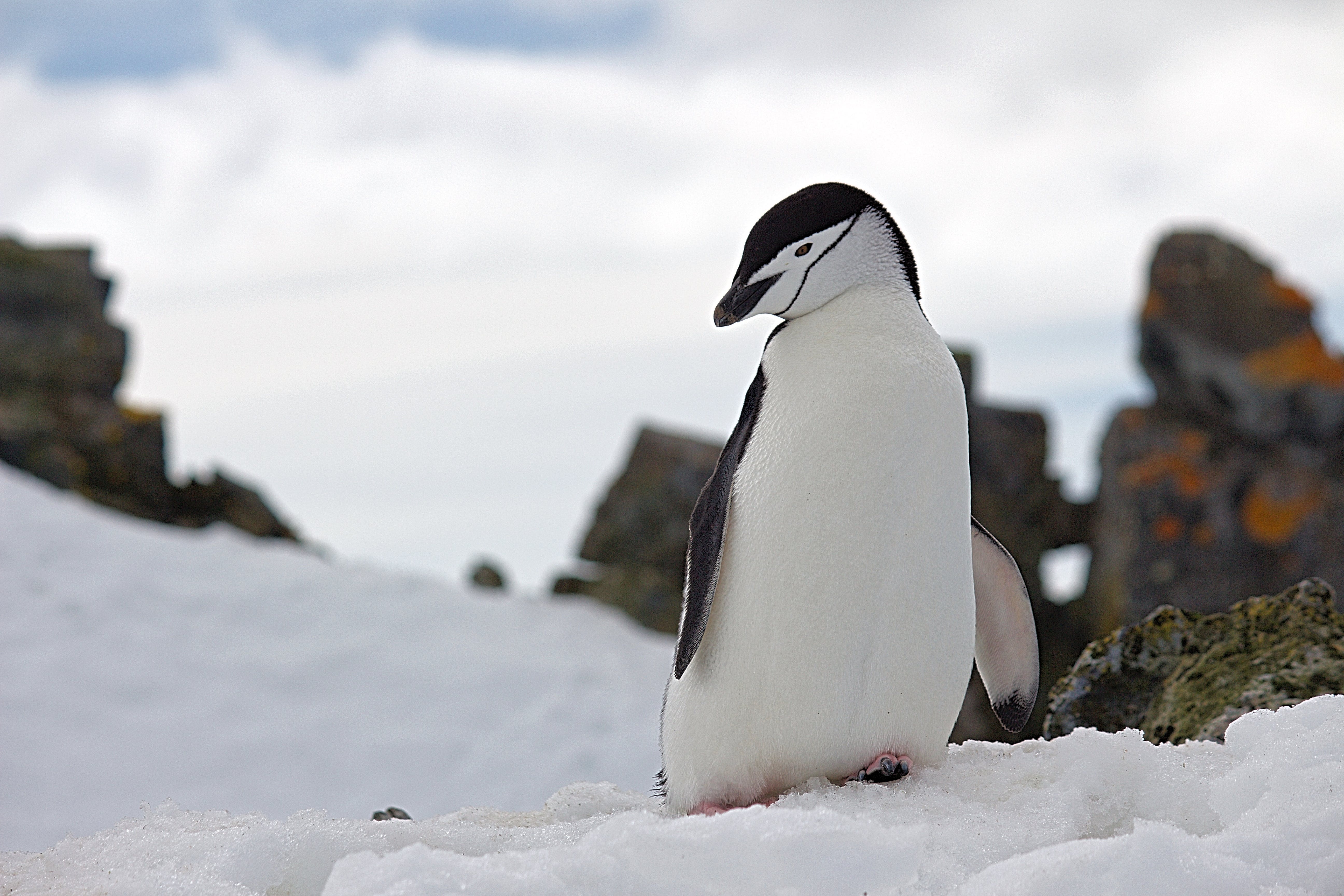 Gratis Pingüino Sobre Nieve Fotografía De Vida Silvestre Foto de stock