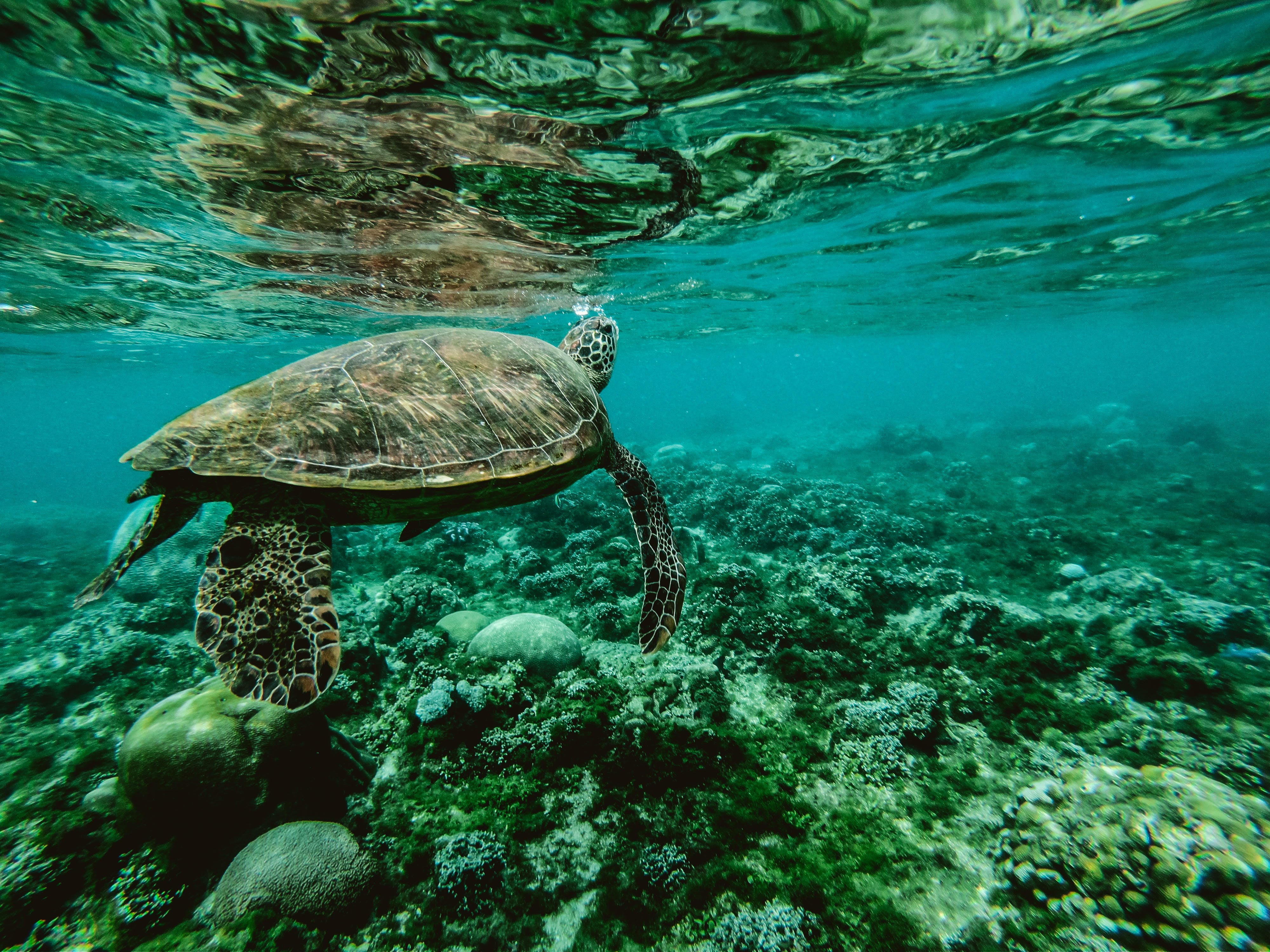 Gratis Foto De Una Tortuga Bajo El Agua Foto de stock