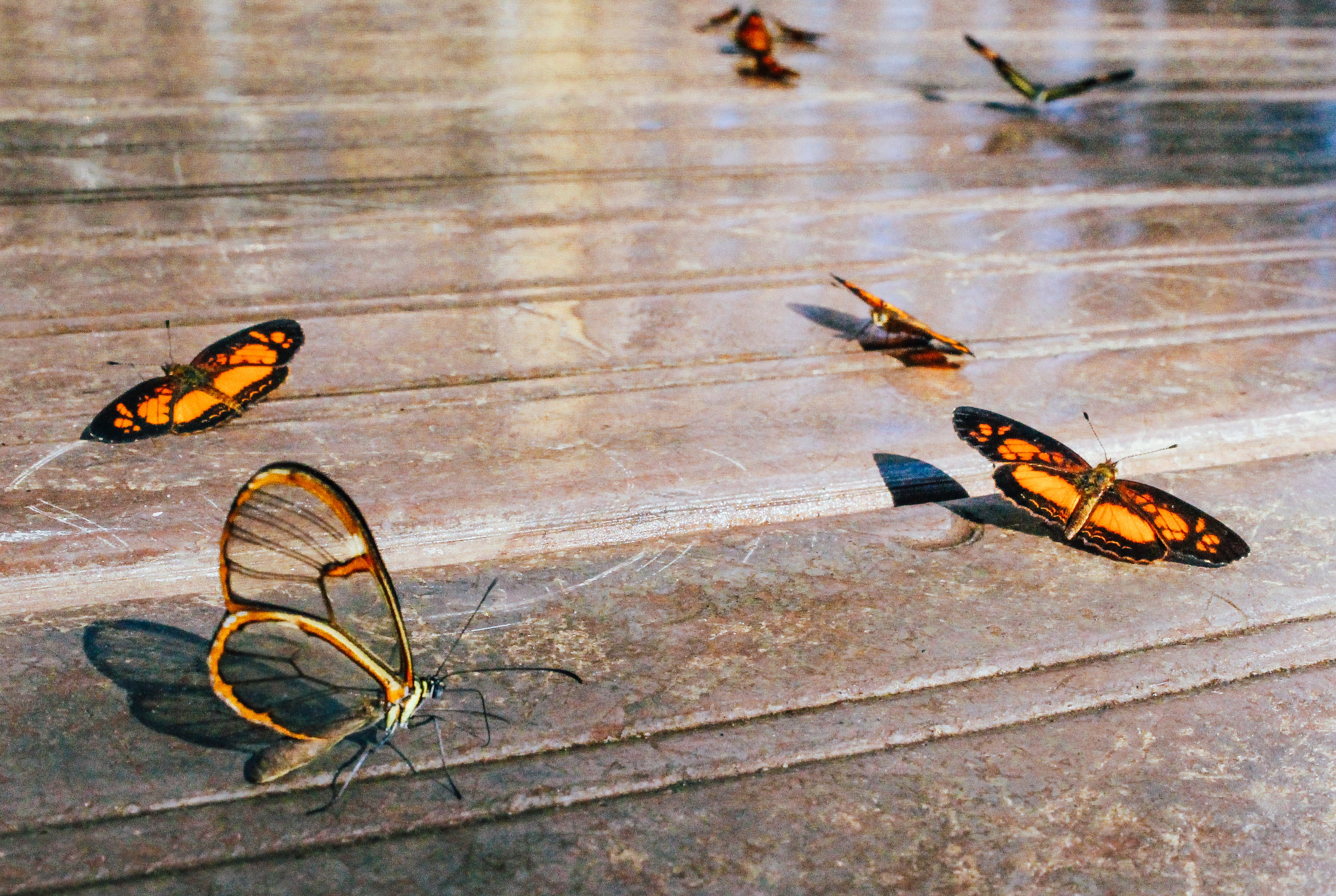 Gratis Mariposas Descansando En El Suelo Foto de stock