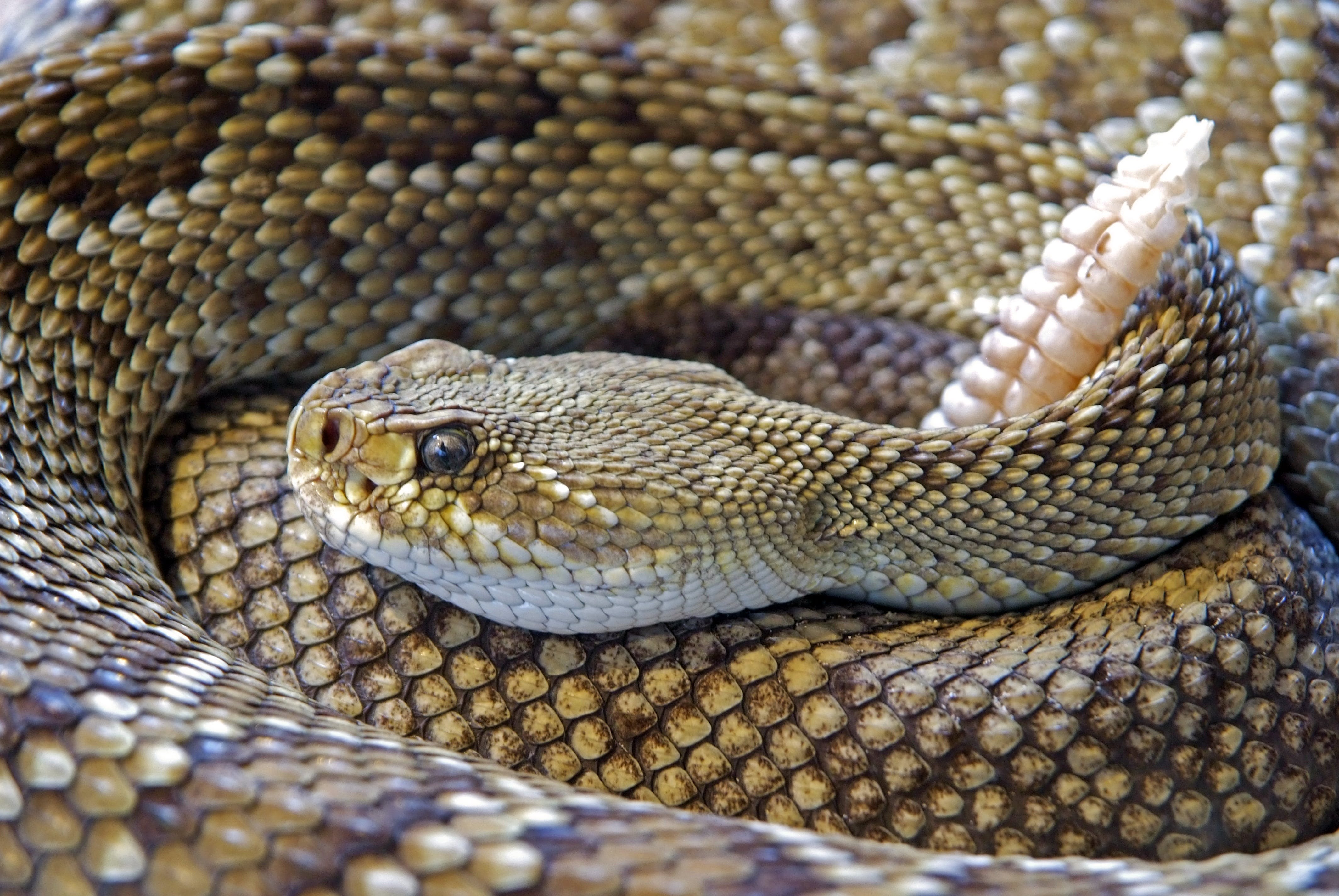 Gratis Serpiente De Cascabel Con Espalda De Diamante Foto de stock