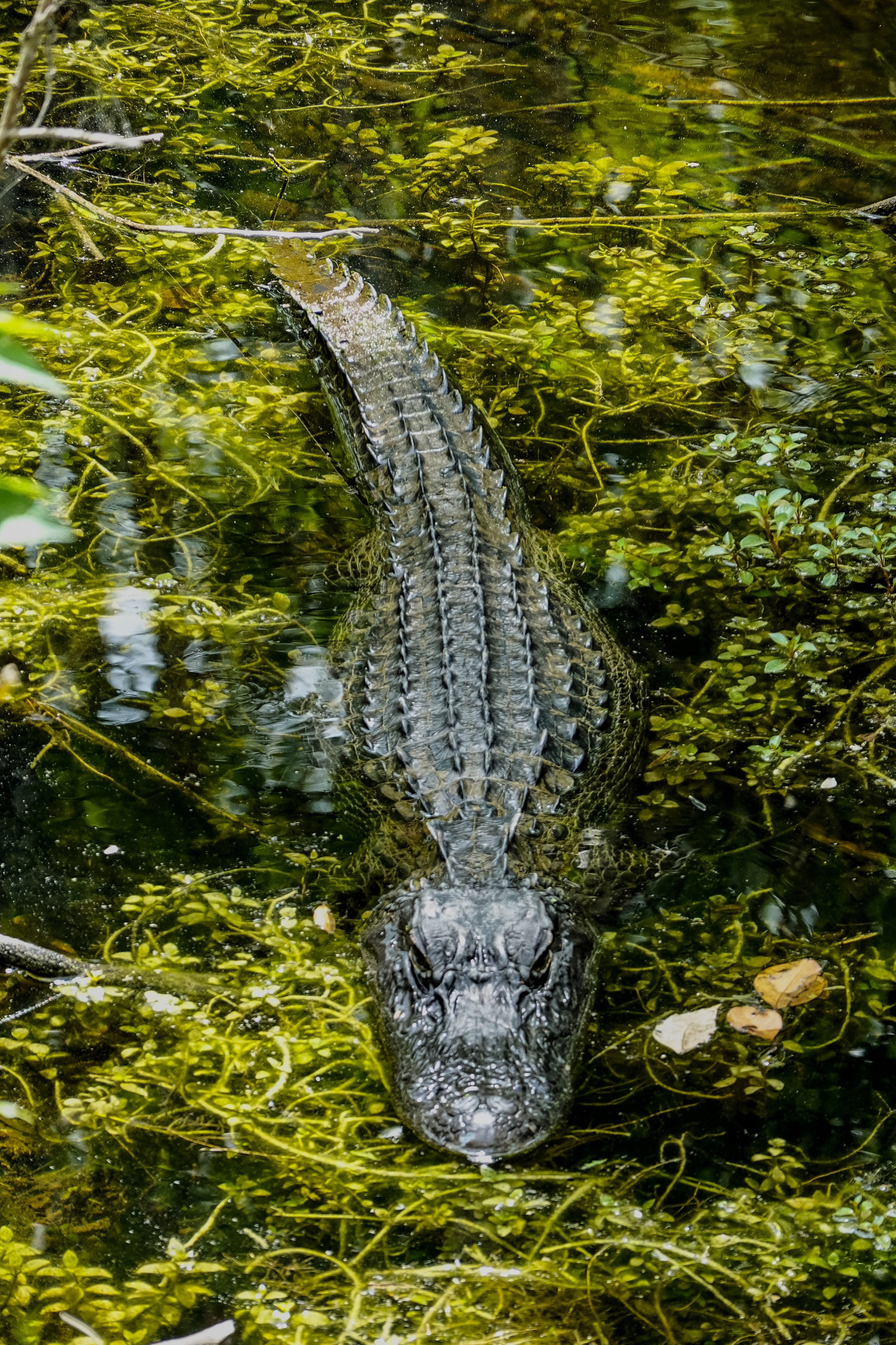 Gratis Foto De Enfoque Superficial De Cocodrilo En Cuerpo De Agua Foto de stock