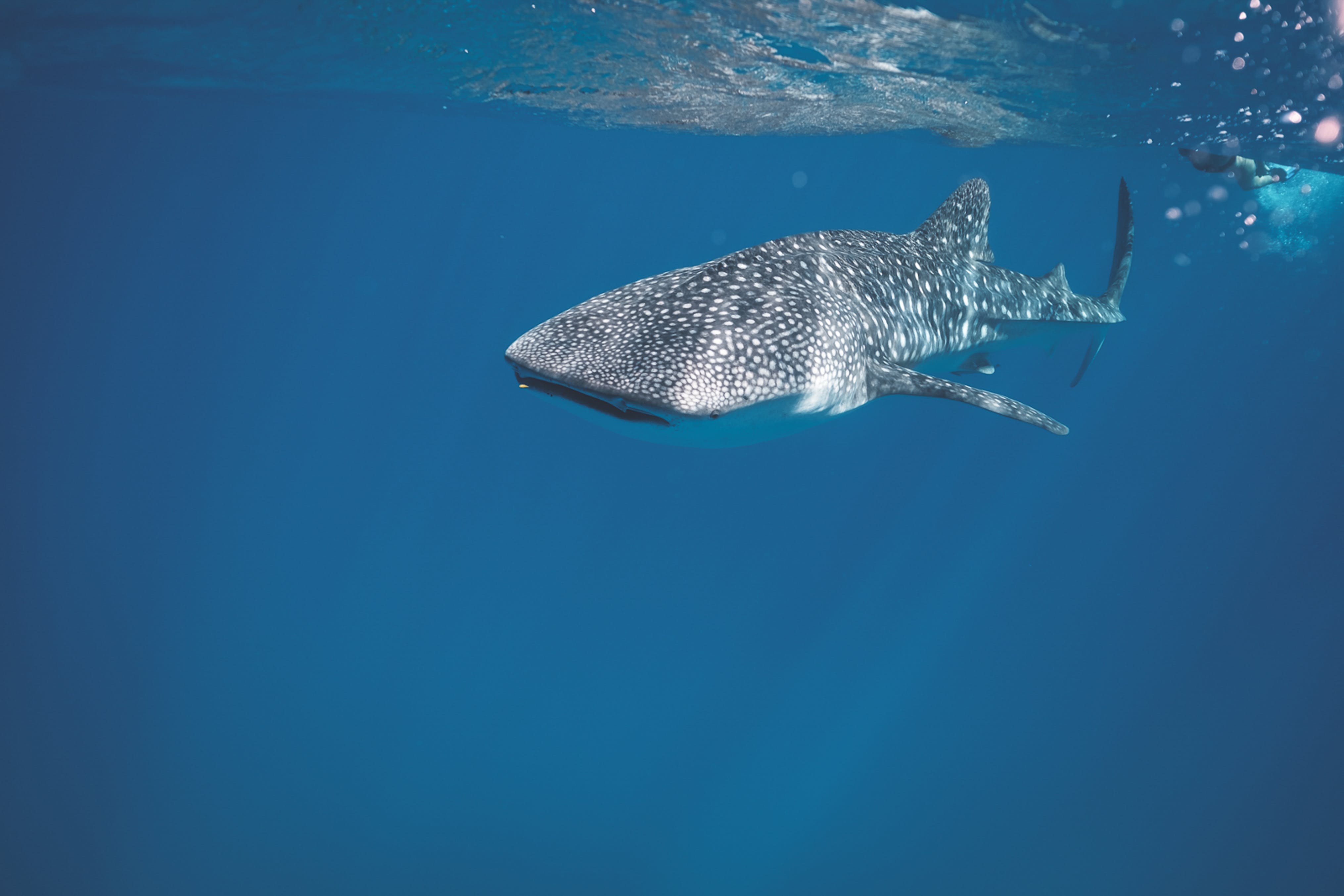 Gratis Tiburón Peligroso Nadando Bajo El Agua Del Mar Foto de stock
