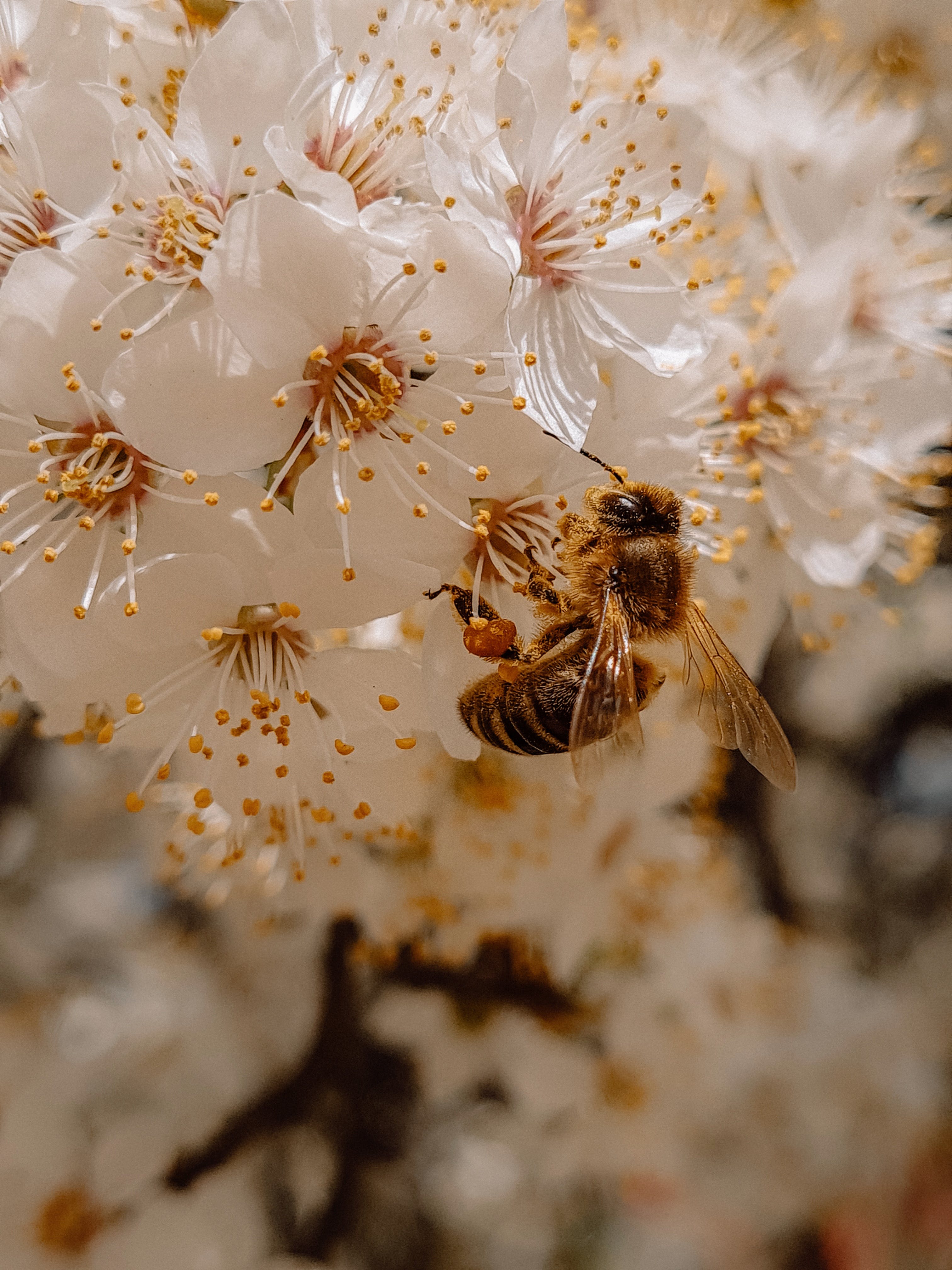 Gratis Fotos de stock gratuitas de abeja, cerezos en flor, de cerca Foto de stock