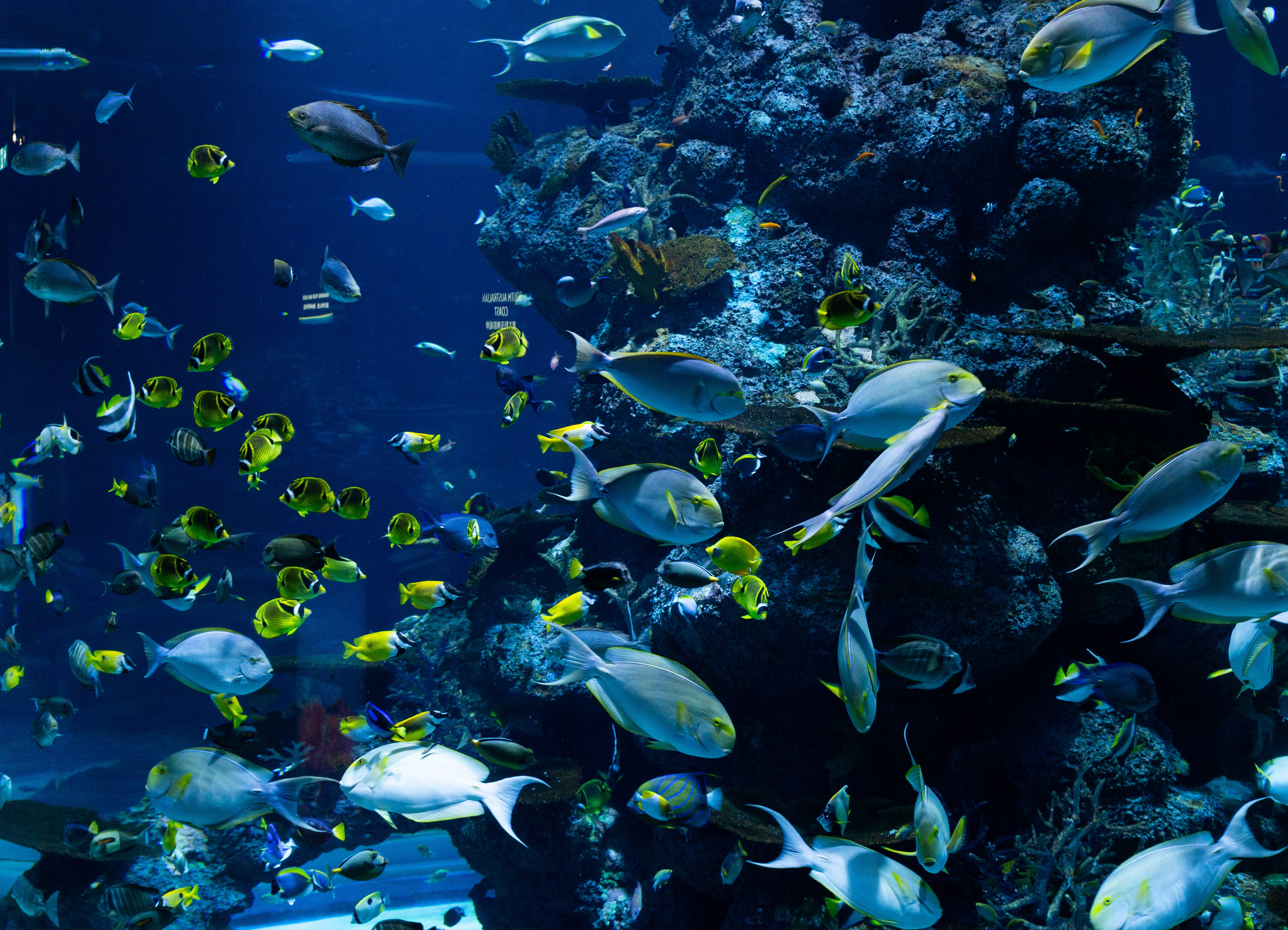 Gratis Escuela De Peces En El Agua Foto de stock