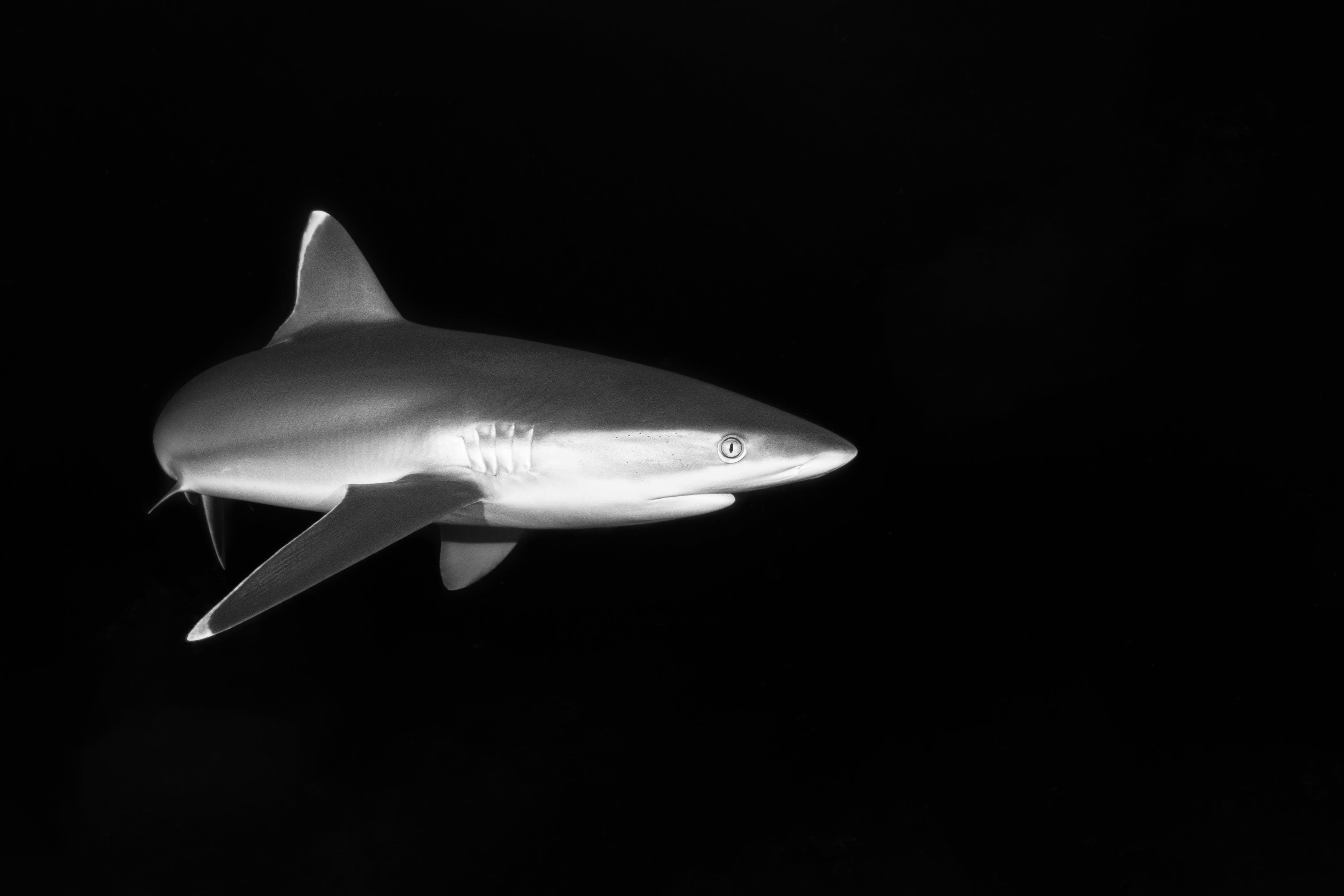 Gratis Fotos de stock gratuitas de animal, bajo el agua, blanco y negro Foto de stock
