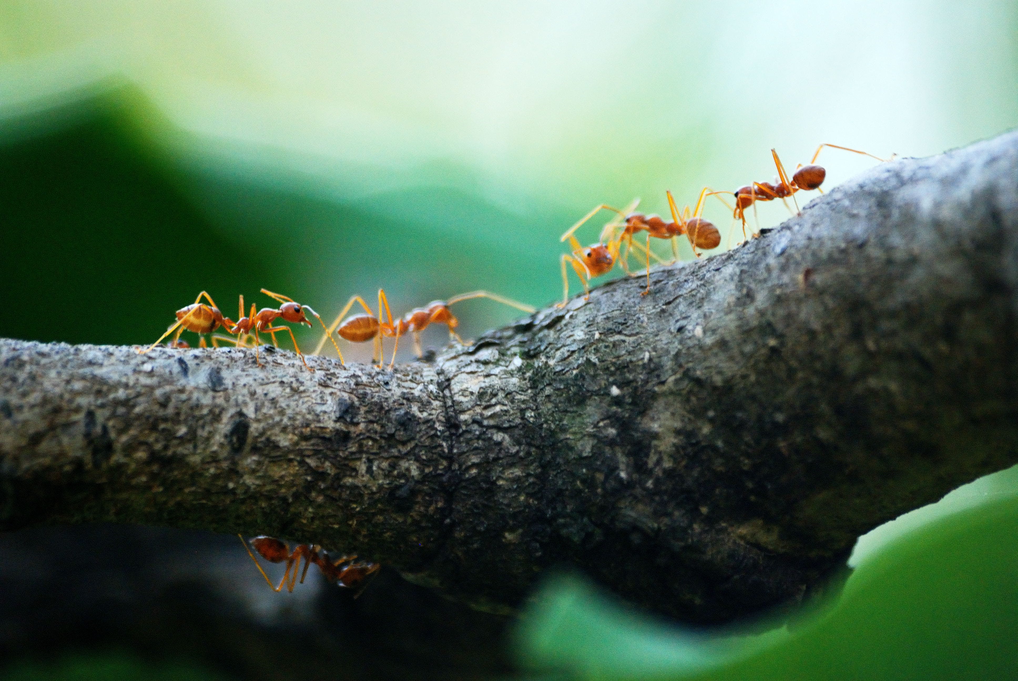 Gratis Fotografía Macro De Cinco Hormigas Naranja Foto de stock